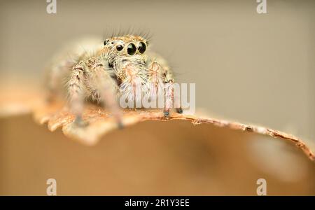 Eine Makroaufnahme einer schweren Springspinne (Hyllus semicupreus), die auf einem Blatt hoch steht Stockfoto