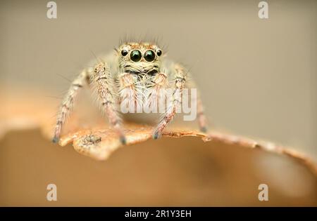 Eine Makroaufnahme einer Hyllus-Springspinne mit schwerem Körper (Hyllus semicupreus), die hoch oben auf einem Blatt steht Stockfoto