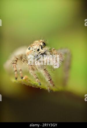 Eine Makroaufnahme einer Hyllus-Springspinne mit schwerem Körper (Hyllus semicupreus), die hoch oben auf einem Blatt steht Stockfoto