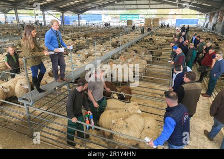 Melton Mowbray Viehmarkt, Leicestershire Stockfoto