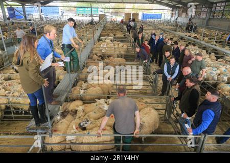 Melton Mowbray Viehmarkt, Leicestershire Stockfoto