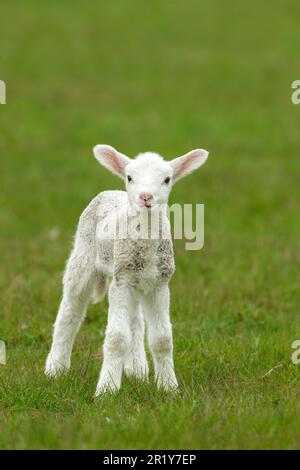 Nahaufnahme eines neugeborenen Lammes im Frühling, nach vorne gerichtet mit einem quizistischen Ausdruck. Sauberer, grüner Hintergrund. Platz zum Kopieren. Vertikal. Stockfoto