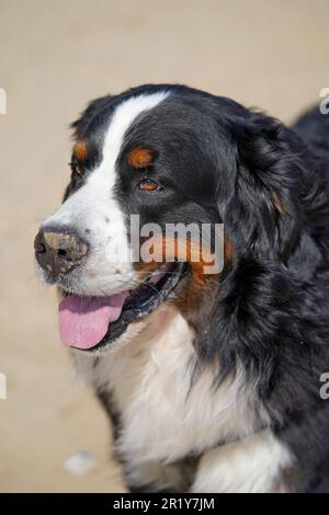 Ein Nahporträt von Berner Berghund Stockfoto