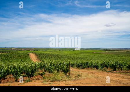 Wunderbarer Blick auf den traditionellen Weinberg, Alentejo Weinstraße, blauer Himmel, Beja, Alentejo, Portugal Stockfoto