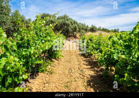 Wunderbarer Blick auf den traditionellen Weinberg, Alentejo Weinstraße, blauer Himmel, Beja, Alentejo, Portugal Stockfoto