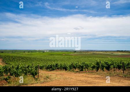 Wunderbarer Blick auf den traditionellen Weinberg, Alentejo Weinstraße, blauer Himmel, Beja, Alentejo, Portugal Stockfoto