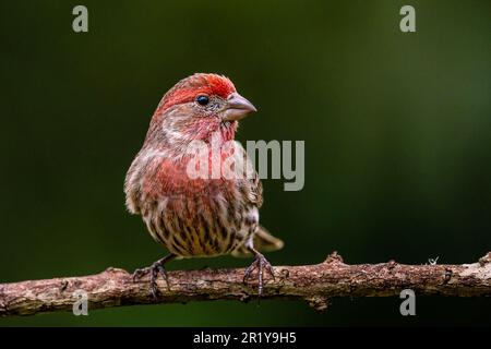 Ein Hausfink (Haemorhous mexicanus) auf einem Zweig eines Baumes in seinem natürlichen Lebensraum Stockfoto