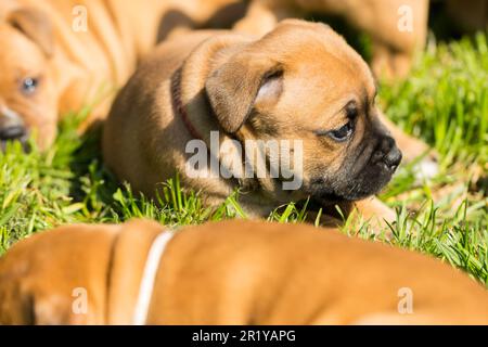 Staffordshire Bull Terrier, wundervolle Welpen aus der professionellen Zucht reinrassiger Hunde. Stockfoto