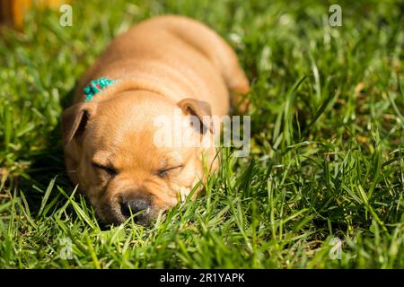 Staffordshire Bull Terrier, wundervolle Welpen aus der professionellen Zucht reinrassiger Hunde. Stockfoto