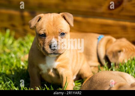 Staffordshire Bull Terrier, wundervolle Welpen aus der professionellen Zucht reinrassiger Hunde. Stockfoto