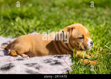 Staffordshire Bull Terrier, wundervolle Welpen aus der professionellen Zucht reinrassiger Hunde. Stockfoto