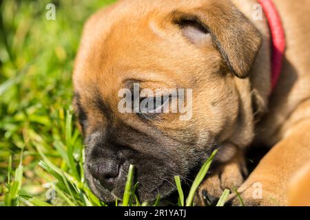 Staffordshire Bull Terrier, wundervolle Welpen aus der professionellen Zucht reinrassiger Hunde. Stockfoto