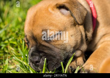 Staffordshire Bull Terrier, wundervolle Welpen aus der professionellen Zucht reinrassiger Hunde. Stockfoto