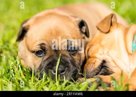 Staffordshire Bull Terrier, wundervolle Welpen aus der professionellen Zucht reinrassiger Hunde. Stockfoto