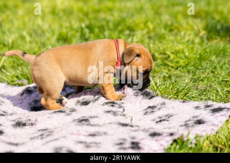 Staffordshire Bull Terrier, wundervolle Welpen aus der professionellen Zucht reinrassiger Hunde. Stockfoto