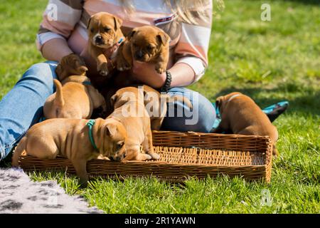 Staffordshire Bull Terrier, wundervolle Welpen aus der professionellen Zucht reinrassiger Hunde. Stockfoto