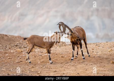 Zwei Kinder Nubian Ibex (Capra ibex nubiana) Verriegelung Hörner. Am Rande des Ramon Krater fotografiert, Wüste Negev, Israel Stockfoto