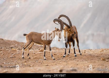 Zwei Kinder Nubian Ibex (Capra ibex nubiana) Verriegelung Hörner. Am Rande des Ramon Krater fotografiert, Wüste Negev, Israel Stockfoto