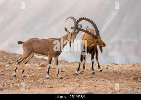 Zwei Kinder Nubian Ibex (Capra ibex nubiana) Verriegelung Hörner. Am Rande des Ramon Krater fotografiert, Wüste Negev, Israel Stockfoto