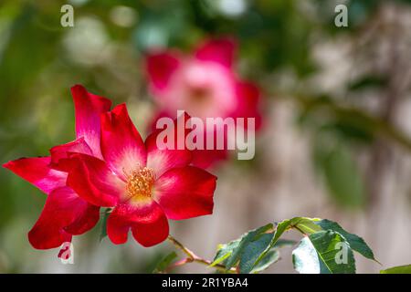 Red Rose Blume mit gelben Zentrum cocktail Meimick Kletterer rose Stockfoto