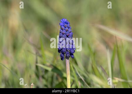 Traubenhyazinth (Muscari neglectum) Lakenheath Suffolk UK GB April 2023 Stockfoto