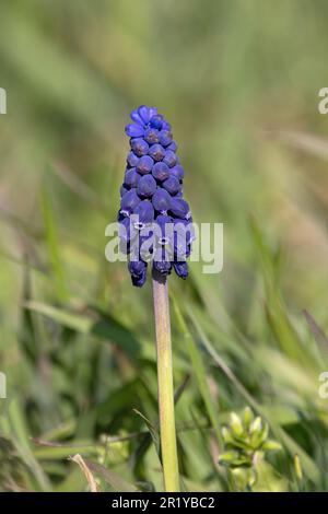 Traubenhyazinth (Muscari neglectum) Lakenheath Suffolk UK GB April 2023 Stockfoto