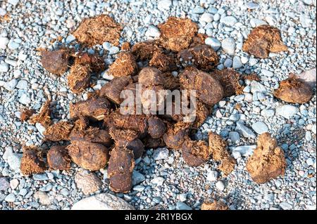 Ein Haufen Pferdegestein oder Dung auf der Landstraße Stockfoto