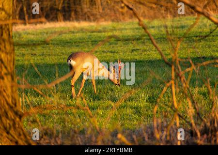 Männliches Reh auf der Wiese mit Haut vom Geweih, Ostpolen Stockfoto