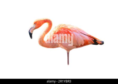 Flamingo, isoliert, abgelöst, zum Bearbeiten. Rosafarbener Vogel. Elegantes Gefieder. Tropischer Vogel. Single im Stehen Stockfoto