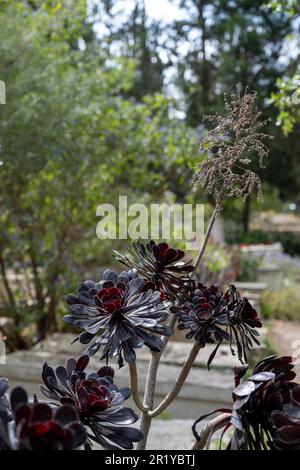 Schwarze Rose - Äonium Arboreum „Zwartkop“ in einem Kaktus und saftigen Garten, fotografiert in Israel im Mai Stockfoto