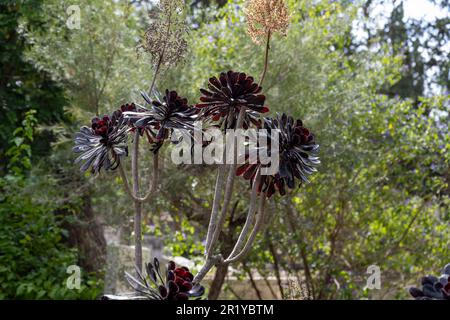 Schwarze Rose - Äonium Arboreum „Zwartkop“ in einem Kaktus und saftigen Garten, fotografiert in Israel im Mai Stockfoto