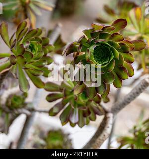 Schwarze Rose - Äonium Arboreum „Zwartkop“ in einem Kaktus und saftigen Garten, fotografiert in Israel im Mai Stockfoto