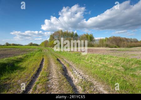 Unbefestigte Straße durch die Felder in Richtung Wald, Zarzecze, Polen Stockfoto