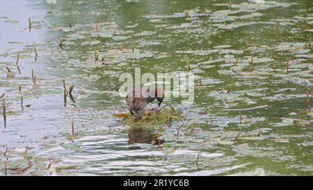 Little Grebe (Tachybaptus ruficollis) mit in einem Teich nistenden Küken, fotografiert in Israel im April Stockfoto