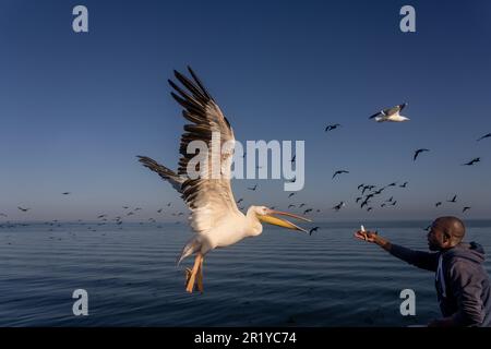 Einheimische Fischer händigen einen Fisch an einen großen weißen Pelikan (Pelecanus onocrotalus). Diese Vögel, auch bekannt als östliche weiße Pelikane, leben in einer großen Kolonie Stockfoto