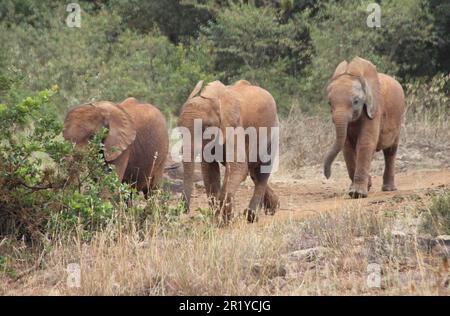 Ein junges Elefantenkalb, das im Waisenhaus David Sheldrick bei Nairobi, Kenia, mit Milch gefüttert wird Stockfoto