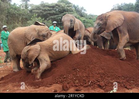 Ein junges Elefantenkalb, das im Waisenhaus David Sheldrick bei Nairobi, Kenia, mit Milch gefüttert wird Stockfoto