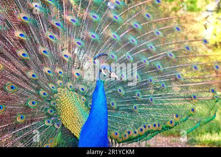 Wunderschöner Pfau mit leuchtenden Farben und Leuchteffekt Stockfoto