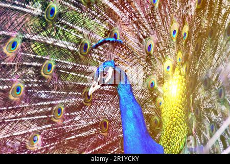 Wunderschöner Pfau mit leuchtenden Farben und Leuchteffekt Stockfoto