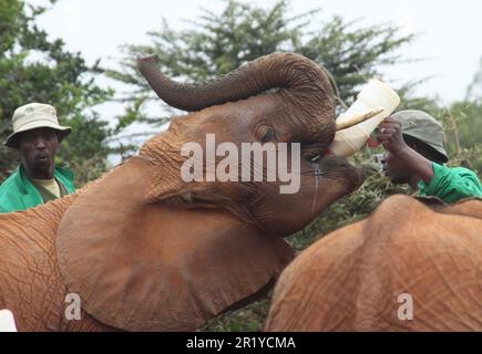 Ein junges Elefantenkalb, das im Waisenhaus David Sheldrick bei Nairobi, Kenia, mit Milch gefüttert wird Stockfoto