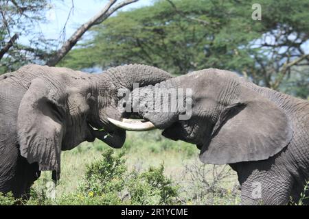 Zwei konkurrierende männliche afrikanische Bush-Elefanten (Loxodonta africana), die in der Wildnis Tansanias fotografiert wurden Stockfoto