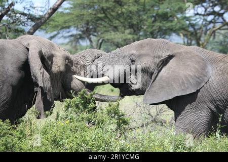 Zwei konkurrierende männliche afrikanische Bush-Elefanten (Loxodonta africana), die in der Wildnis Tansanias fotografiert wurden Stockfoto