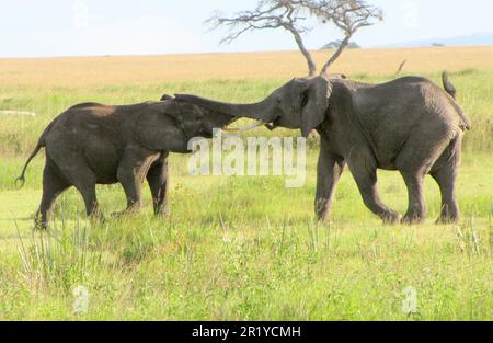 Zwei konkurrierende männliche afrikanische Bush-Elefanten (Loxodonta africana), die in der Wildnis Tansanias fotografiert wurden Stockfoto