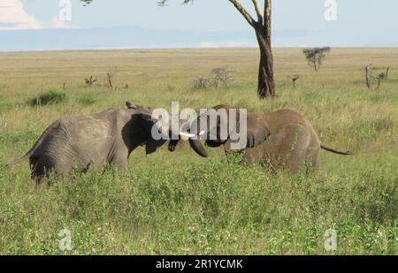 Zwei konkurrierende männliche afrikanische Bush-Elefanten (Loxodonta africana), die in der Wildnis Tansanias fotografiert wurden Stockfoto