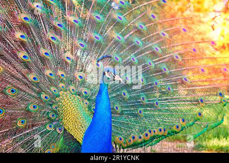 Wunderschöner Pfau mit leuchtenden Farben und Leuchteffekt Stockfoto