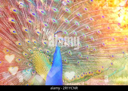 Wunderschöner Pfau mit hellen Farben und herzliebendem Licht. Konzept der Tierliebe. Stockfoto