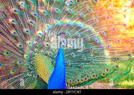 Wunderschöner Pfau mit hellen Farben und einem Regenbogenlicht. Stockfoto