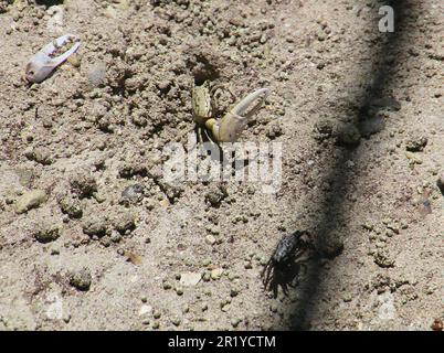 Fiddler Crab (Uca tetragonon) männlich, fotografiert in einem Mangrovensumpf, Seychellen Curieuse Island im April Stockfoto