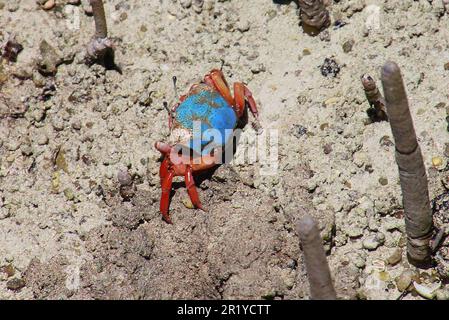 Fiddler Crab (Uca tetragonon) ohne ausgewachsene Krallen, fotografiert in einem Mangrovensumpf, Seychellen Curieuse Island im April Stockfoto