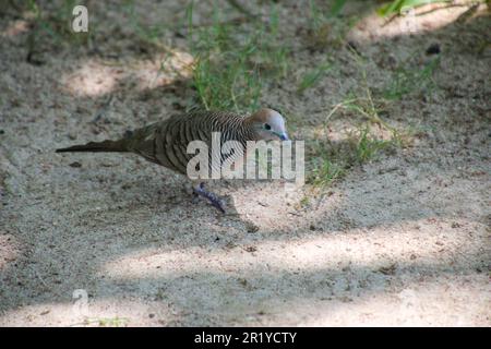 Zebrataube (Geopelia striata), auch bekannt als die verbargene Erdtaube oder verbargene Taube auf dem Boden. Fotografiert auf Praslin Island, Seychellen. Stockfoto